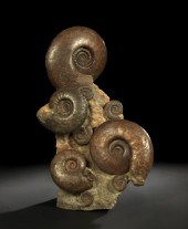 Large Sculptural Ammonoid Foss