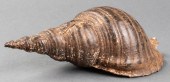 LARGE SEA SHELL SPECIMEN Large
