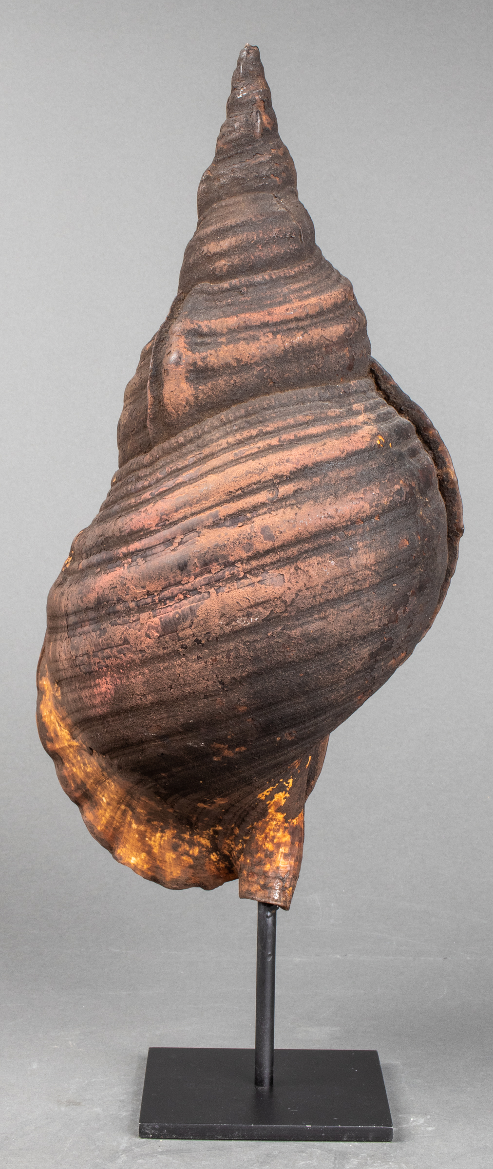 LARGE SEA SHELL SPECIMEN ON STAND
