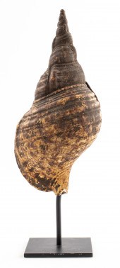 LARGE SEA SHELL SPECIMEN ON ST