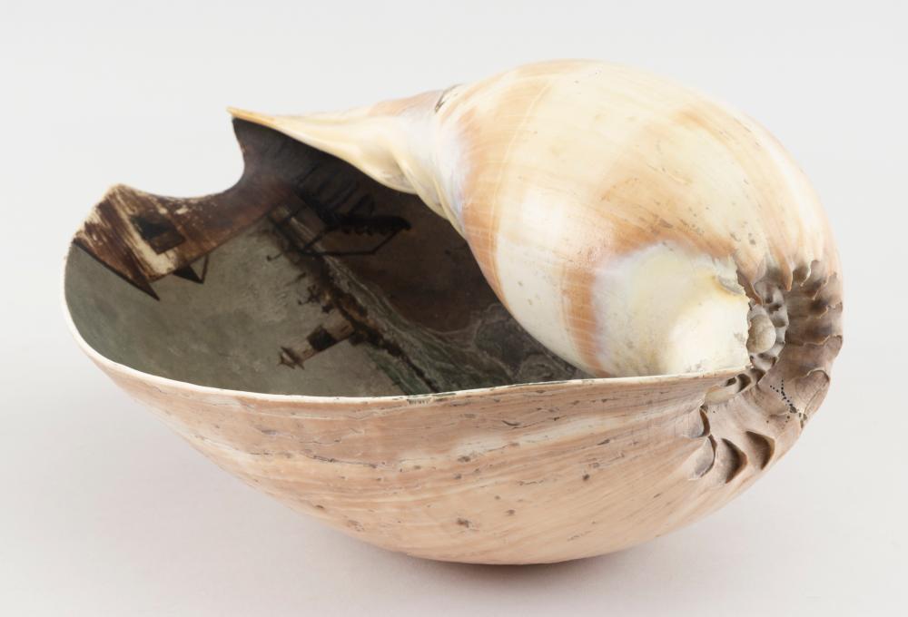 LARGE SEASHELL WITH INTERIOR