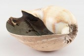 LARGE SEASHELL WITH INTERIOR P