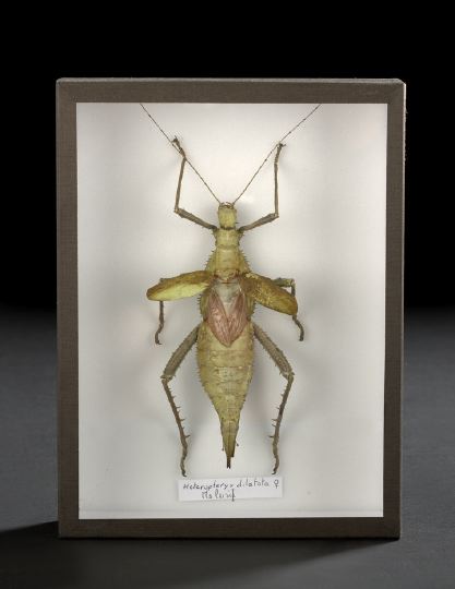 Large Shadowboxed Adult Female