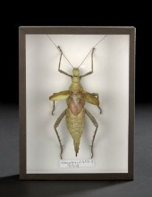 Large Shadowboxed Adult Female