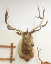 LARGE SHOULDER MOUNT OF A 7' X