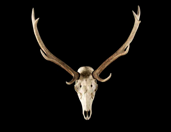 Large Specimen Elk Skull with