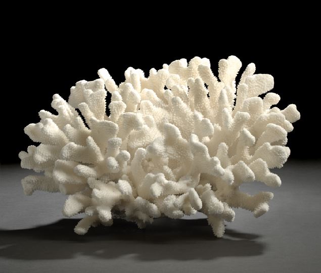 Large Specimen of Hard Branched