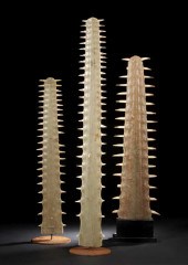 Large Specimen Sawfish Rostrum