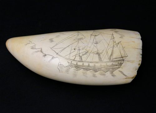 LARGE SPERM WHALE TOOTH, LAST