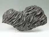 LARGE SQUID FOSSIL GROUPING: L
