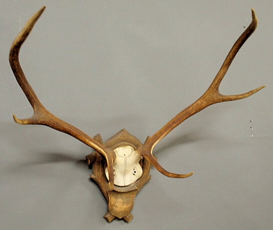 Large stag antler mount.