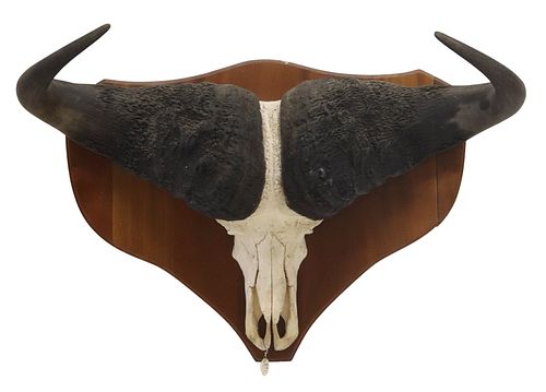 LARGE TAXIDERMY CAPE BUFFALO TROPHY
