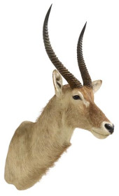 LARGE TAXIDERMY COMMON WATERBU