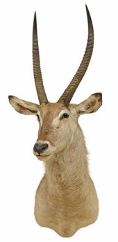 LARGE TAXIDERMY COMMON WATERBU