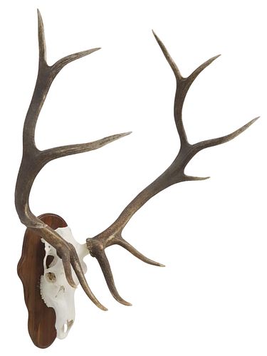 LARGE TAXIDERMY EUROPEAN ELK
