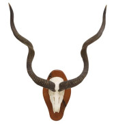 LARGE TAXIDERMY KUDU SKULL TRO
