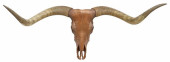 LARGE TAXIDERMY PAINTED LONGHO
