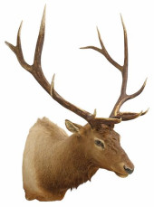 LARGE TAXIDERMY ROCKY MOUNTAIN