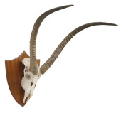 LARGE TAXIDERMY WATERBUCK SKUL