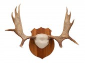 LARGE TEN POINT ELK ANTLER MOU