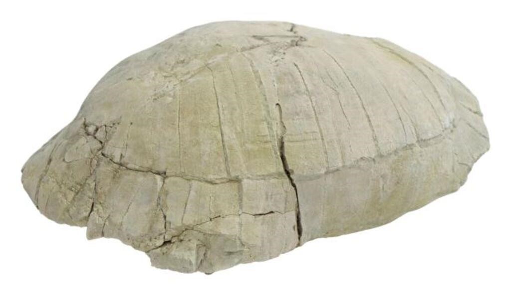 LARGE TORTOISE FOSSIL, OLIGOCENE
