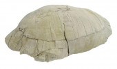LARGE TORTOISE FOSSIL, OLIGOCE