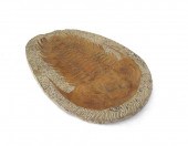 LARGE TRILOBITE FOSSIL IN MATR