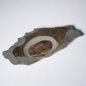 LARGE TRILOBITE FOSSIL The tri