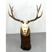 Large Trophy Deer Head Skull w
