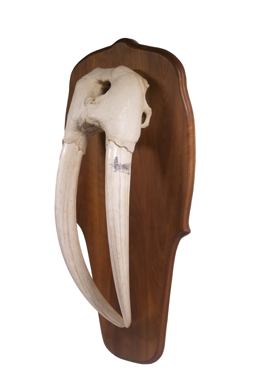 LARGE WALRUS SKULL MOUNT WITH TUSKS