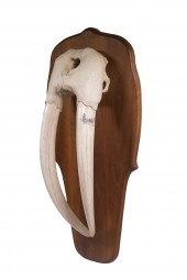 LARGE WALRUS SKULL MOUNT WITH