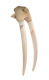LARGE WALRUS SKULL MOUNT WITH
