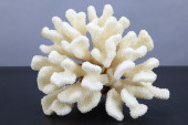LARGE WHITE CORAL SPECIMEN 6X6