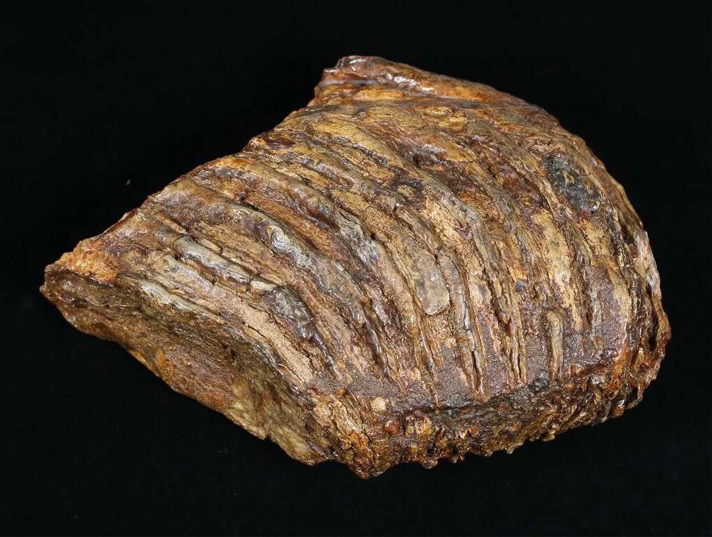 LARGE WOOLY MAMMOTH TOOTH