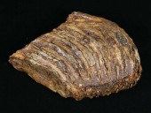 LARGE WOOLY MAMMOTH TOOTH FOSS