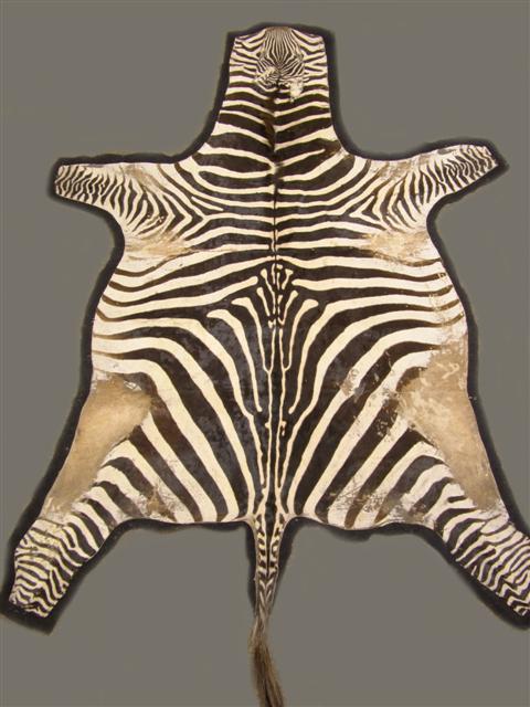 LARGE ZEBRA SKIN RUG Other Notes: