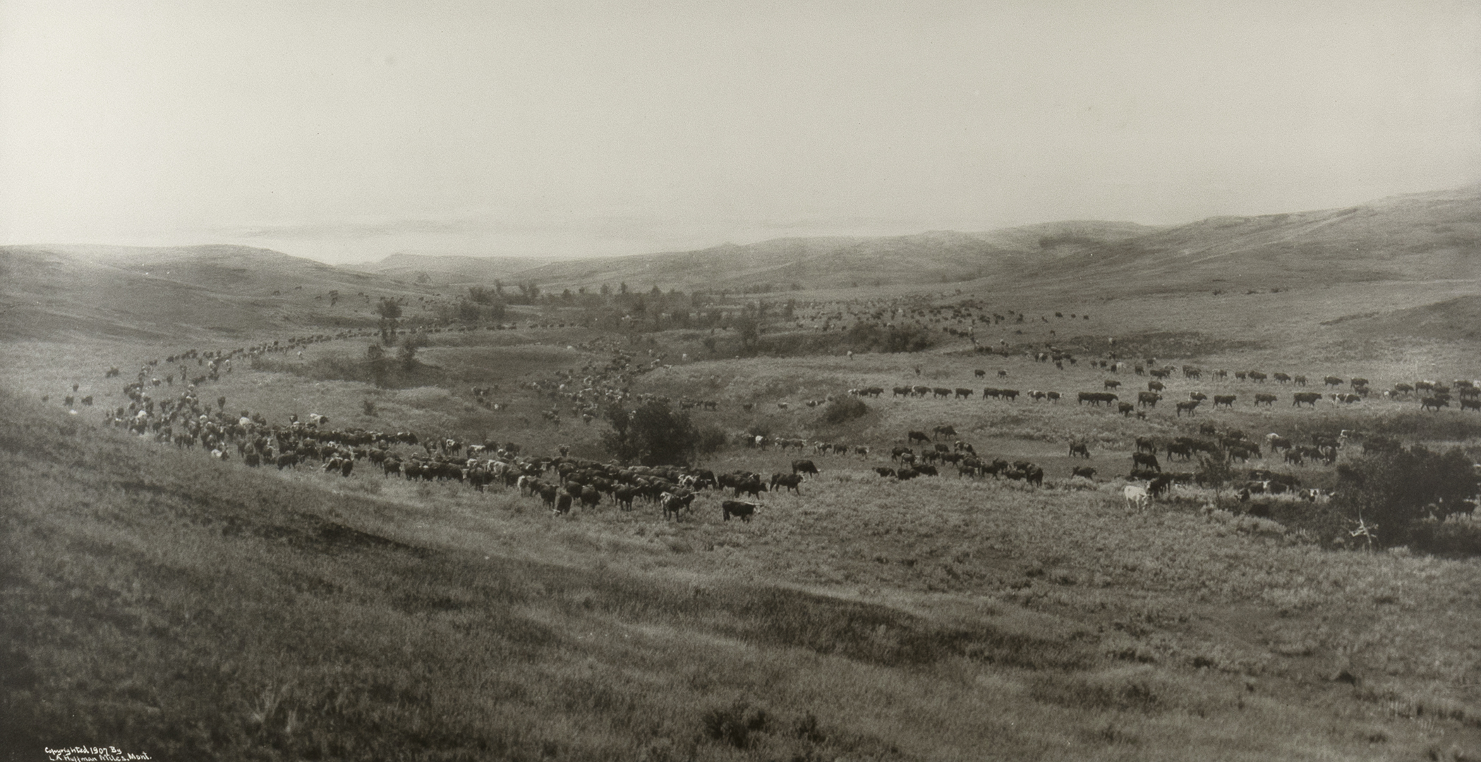 LATON A. HUFFMAN (1854-1931),