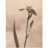 LAURA GILPIN, SIGNED PHOTOGRAP