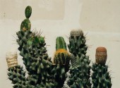 LAURA STEIN, UNTITLED (CACTI),
