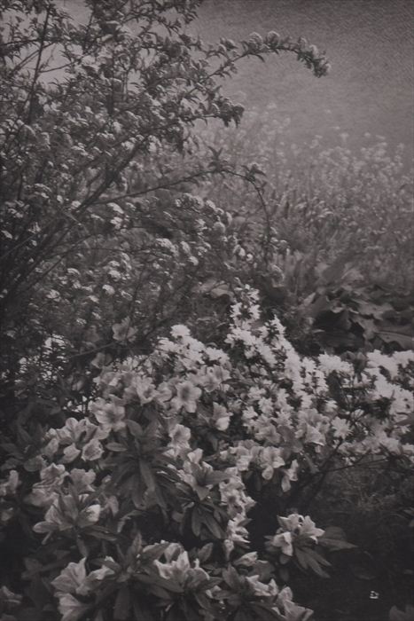 LEE FRIEDLANDER (b. 1934):