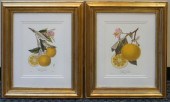 LEMONS, PAIR OF COLOR PRINTS,