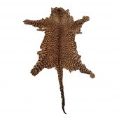 LEOPARD SKIN
20TH CENTURY unli
