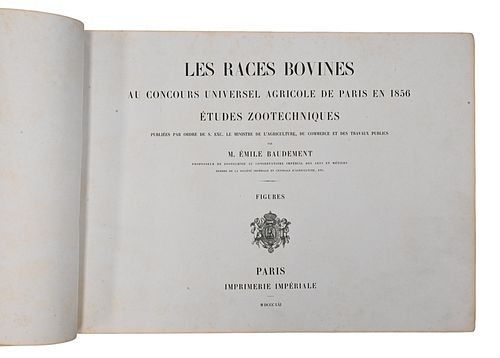 LES RACES BOVINES AU CONCOURS