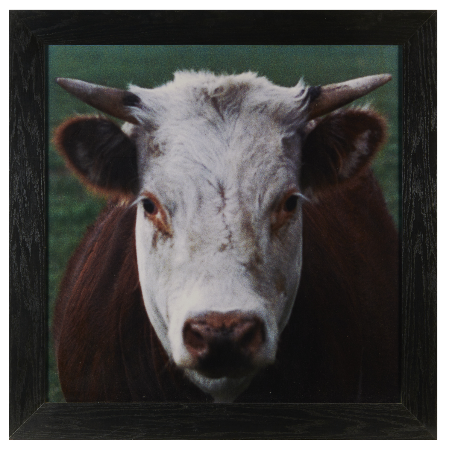 LEWIS STEIN, LARGE C-PRINT, 2014