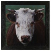 LEWIS STEIN, LARGE C-PRINT, 20