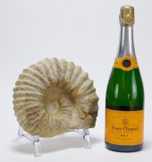 LG AMMONITE FOSSIL Madagascar,