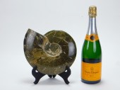 LG DENDRITIC AMMONITE FOSSIL M