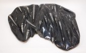 LG SPECIMEN ORTHOCREAS CEPHALO