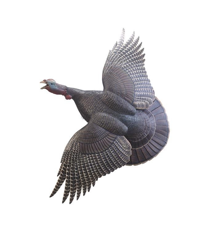 LIFE-SIZE FLYING WILD TURKEYFrank