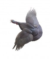 LIFE-SIZE FLYING WILD TURKEYFr
